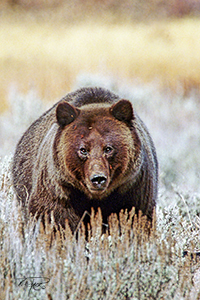 Fall Grizzly