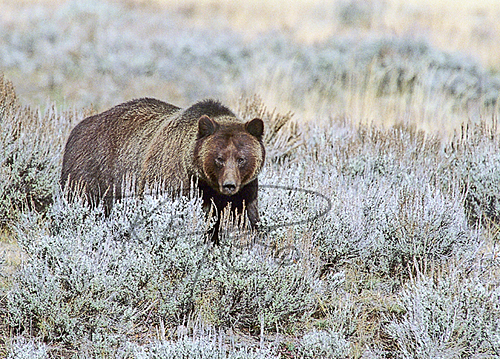 Grizzly Bear, K.E. Pack Photography