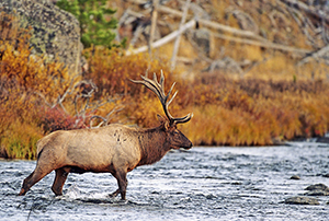 Bull Elk crossing a river with fall colors in the foliage