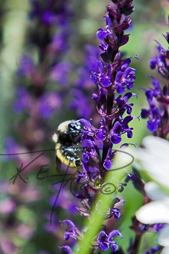 Mountain Bumble Bee gathering nectar
