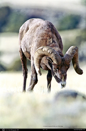 Rocky Mountain Bighorn Ram grazing