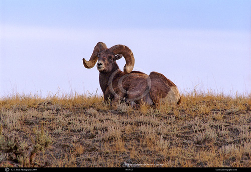 Rocky Mountain Bighorn Ram grazing