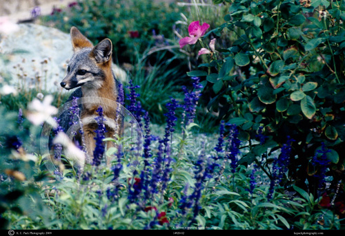 Kit Fox in Garden