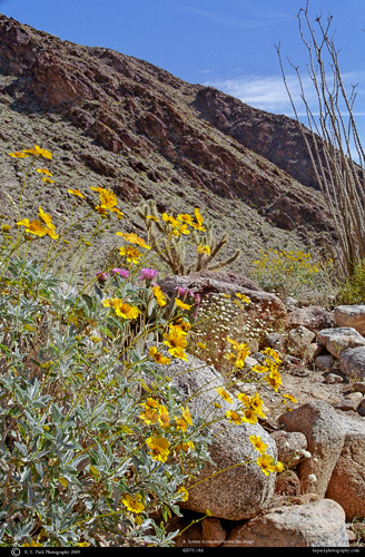 Desert Sunflowers, Beavertail and Cholla Cactus
