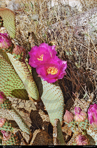 Beavertail Cactus in bloom
