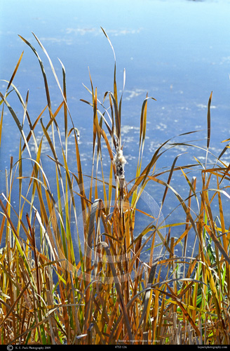 Cattails on the Snake River