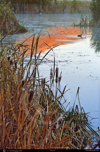 Cattails on the Snake River at sunrise