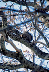 gray tree squirrel