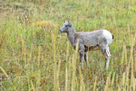 Bighorn Sheep Lamb