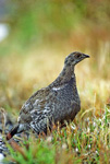 Blue Grouse in fall plumage