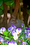 Valley Quail hen among violets