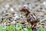 Valley Quail chick